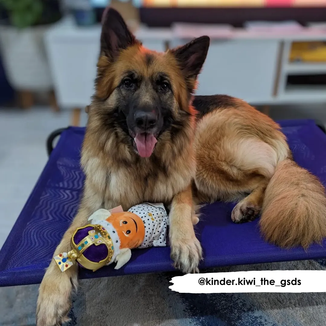 HiK9 Bed with Purple Mesh Cover