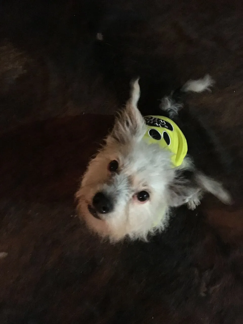 Parisian Pet Security Embroidered Tshirt