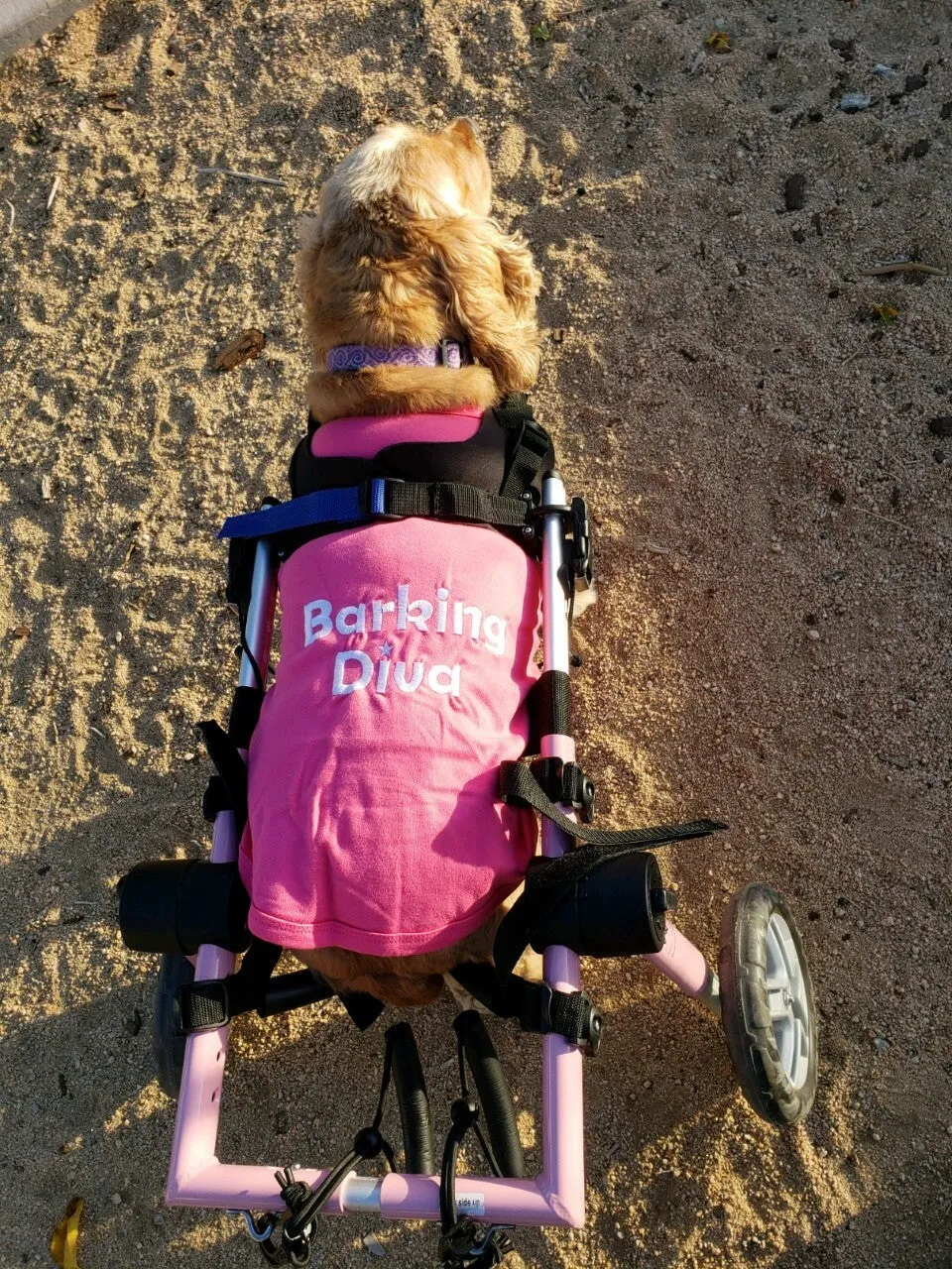 Parisian Pet Spoiled Rotten Embroidered Tshirt